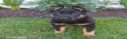 German Shepherd dogs for sale: Scout - Ad 4