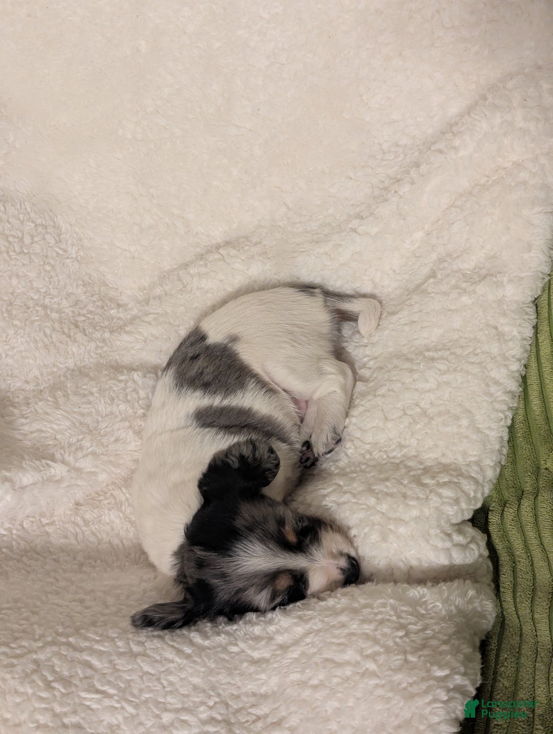 Dachshund dogs for sale: Annie - Ad 4