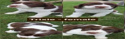 English Springer Spaniel dogs for sale: Trixie - Ad 1