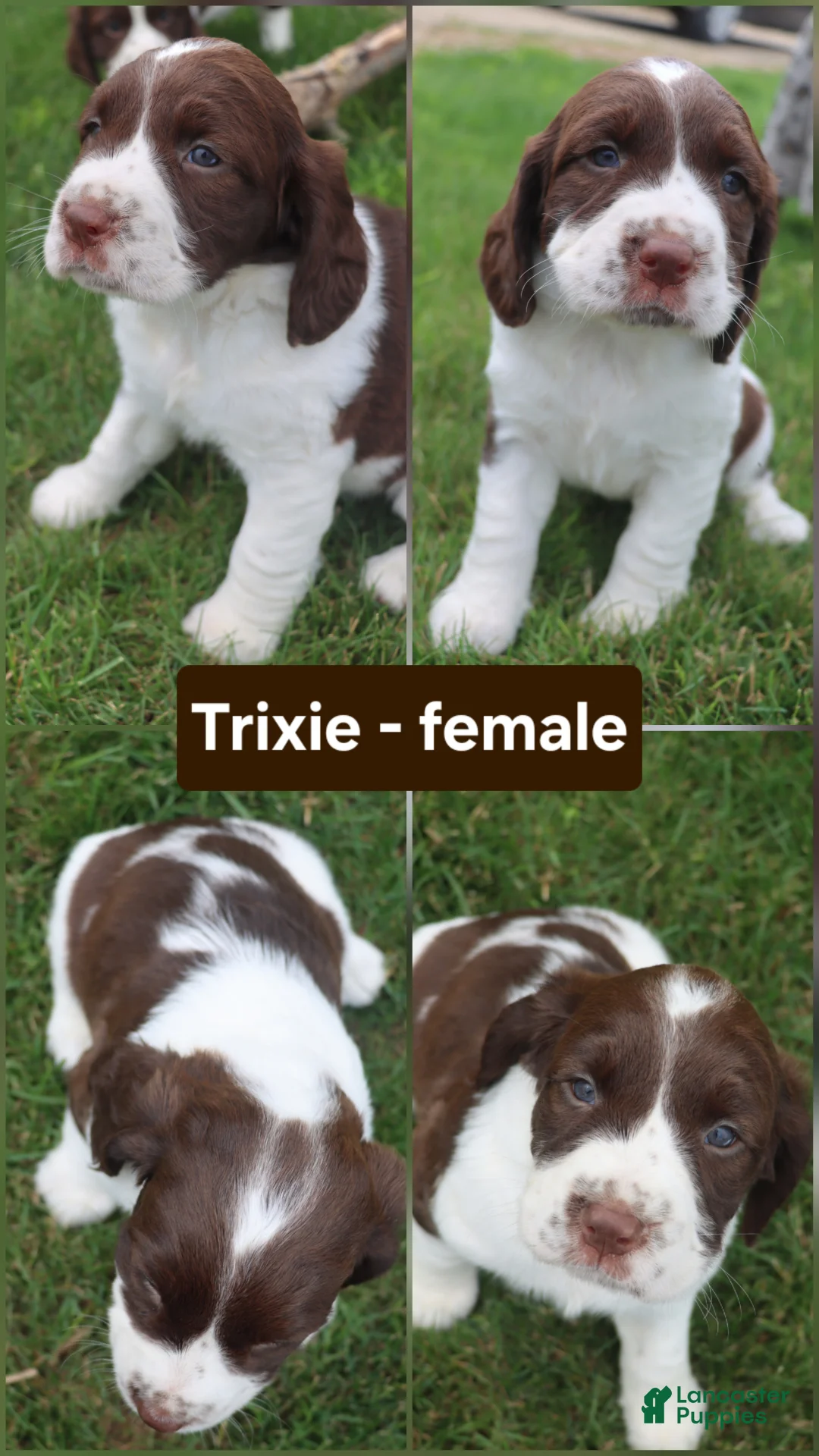 English Springer Spaniel dogs for sale: Trixie - Ad 1