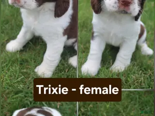 English Springer Spaniel dogs Trixie - Ad 32