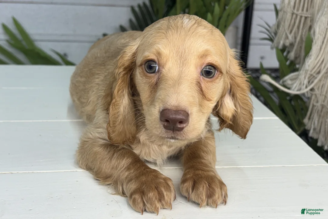 Miniature Dachshund dogs for sale: Benjamin - Ad 2