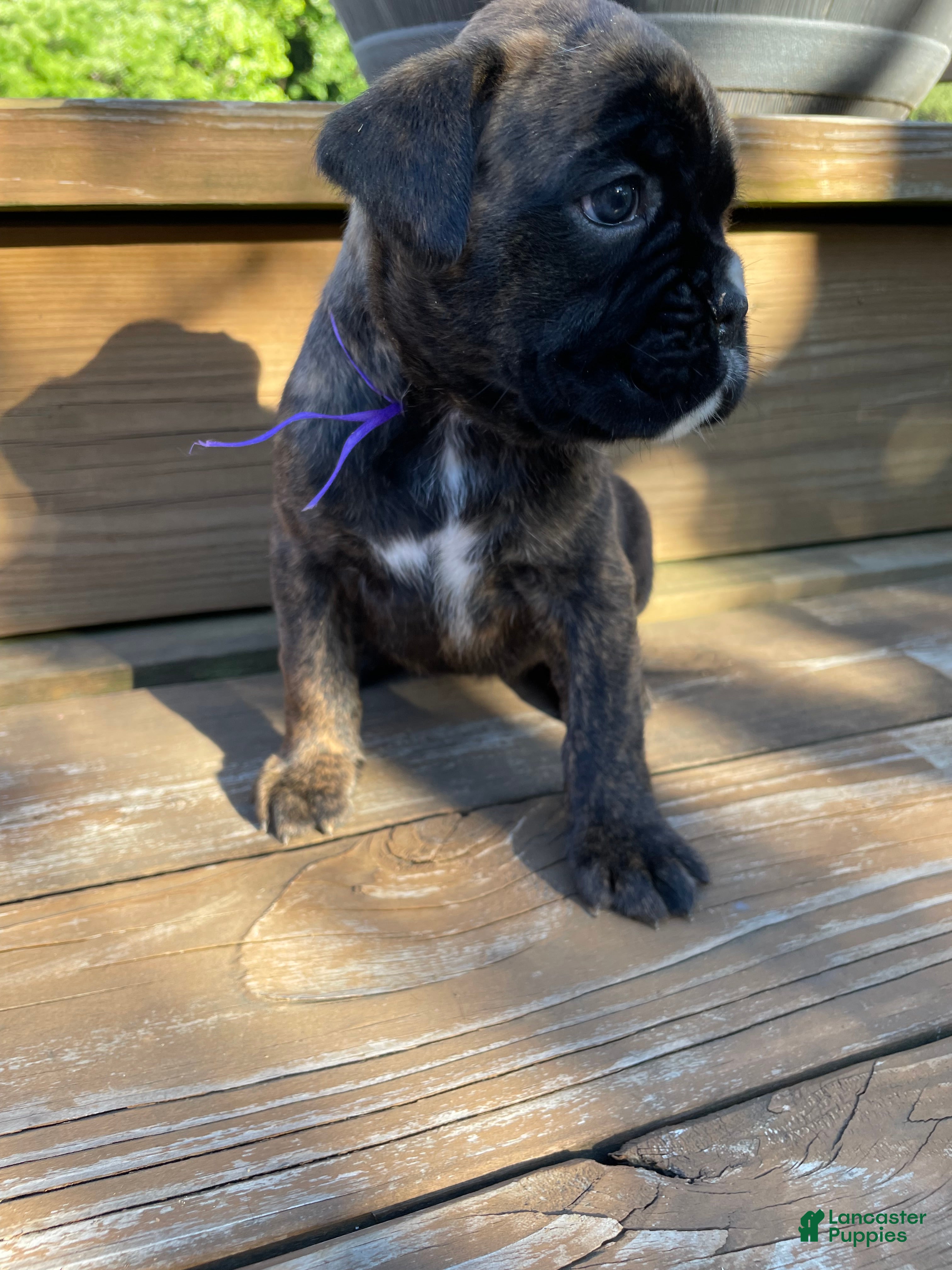 Boxer dogs Purple - Ad 2