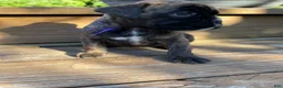 Boxer dogs for sale: Purple - Ad 2