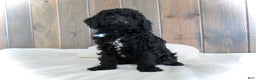 Mini Goldendoodle dogs for sale: Jordan - Ad 9