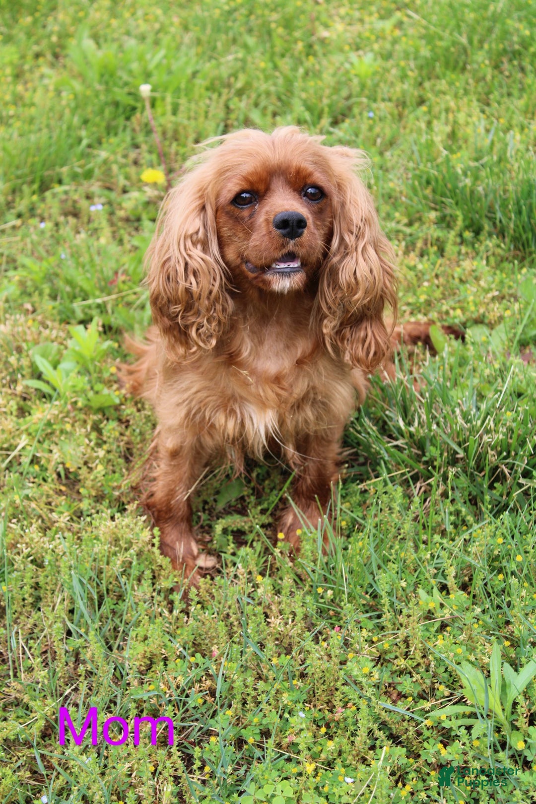 Cavapoo dogs for sale: Abby - Ad 5