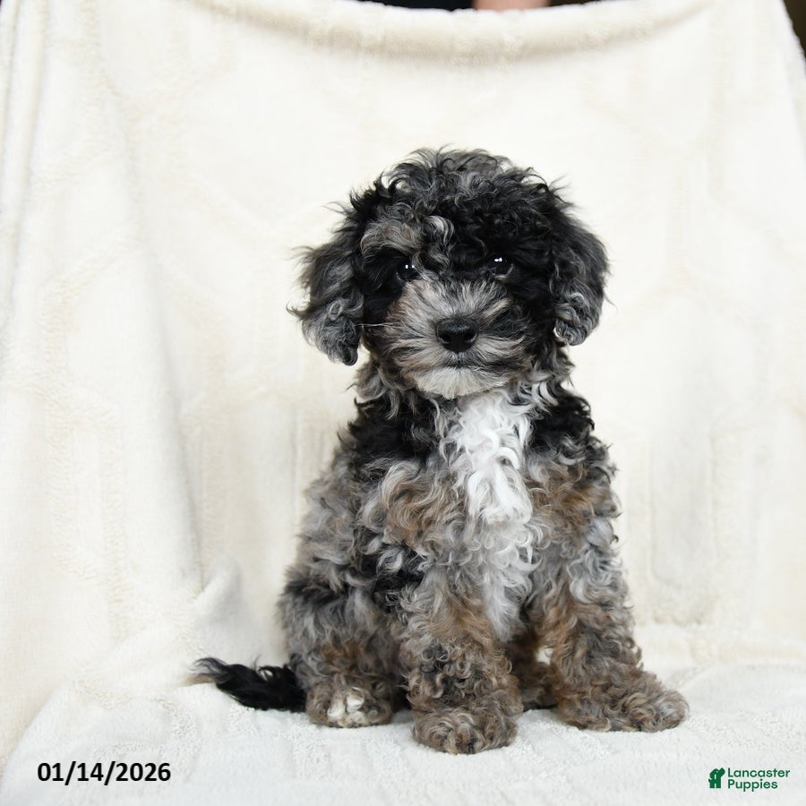 Miniature Poodle dogs Alaska  - Ad 21