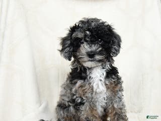 Miniature Poodle dogs Alaska - Ad 20