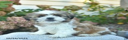 Shih Tzu dogs for sale: Rosie  - Ad 2
