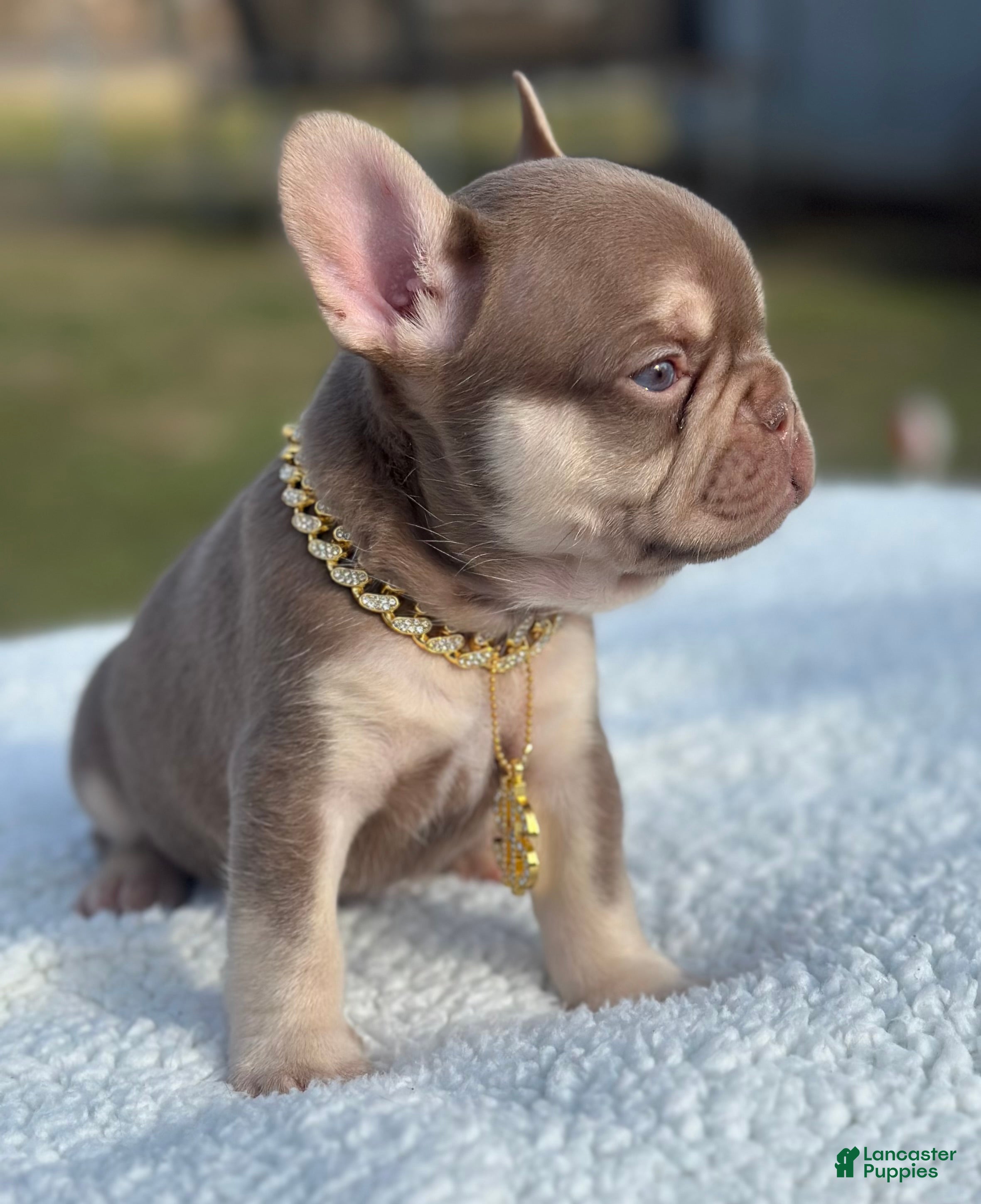 French Bulldog dogs Valentino  - Ad 25