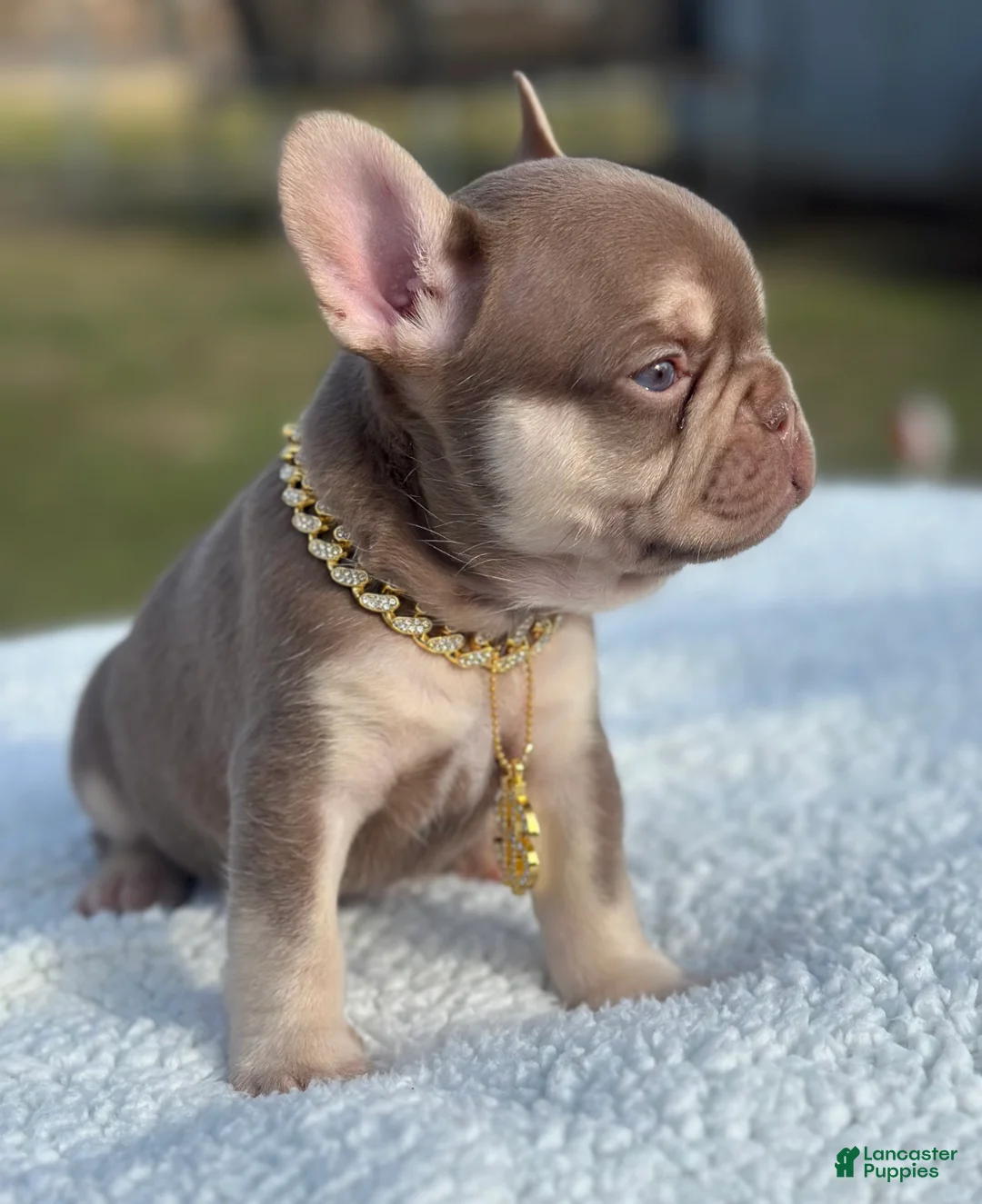 French Bulldog dogs for sale: Valentino  - Ad 1