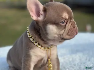 French Bulldog dogs Valentino - Ad 25