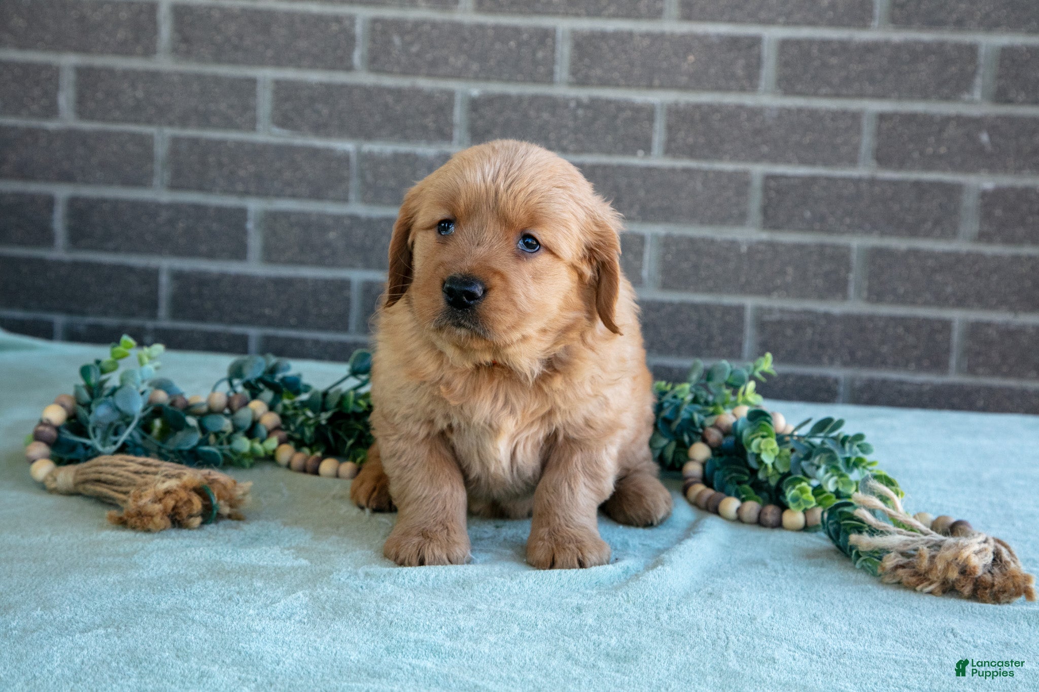 Golden Retriever dogs Trish - Ad 2