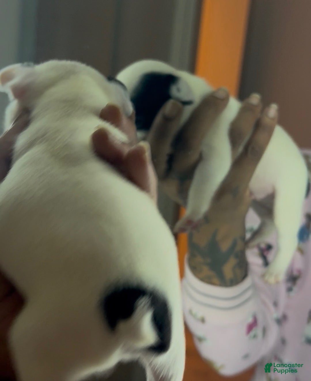 French Bulldog dogs for sale: French Bulldog Puppy 1 - Ad 2