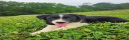 Border Collie dogs for sale: Jackson  - Ad 4