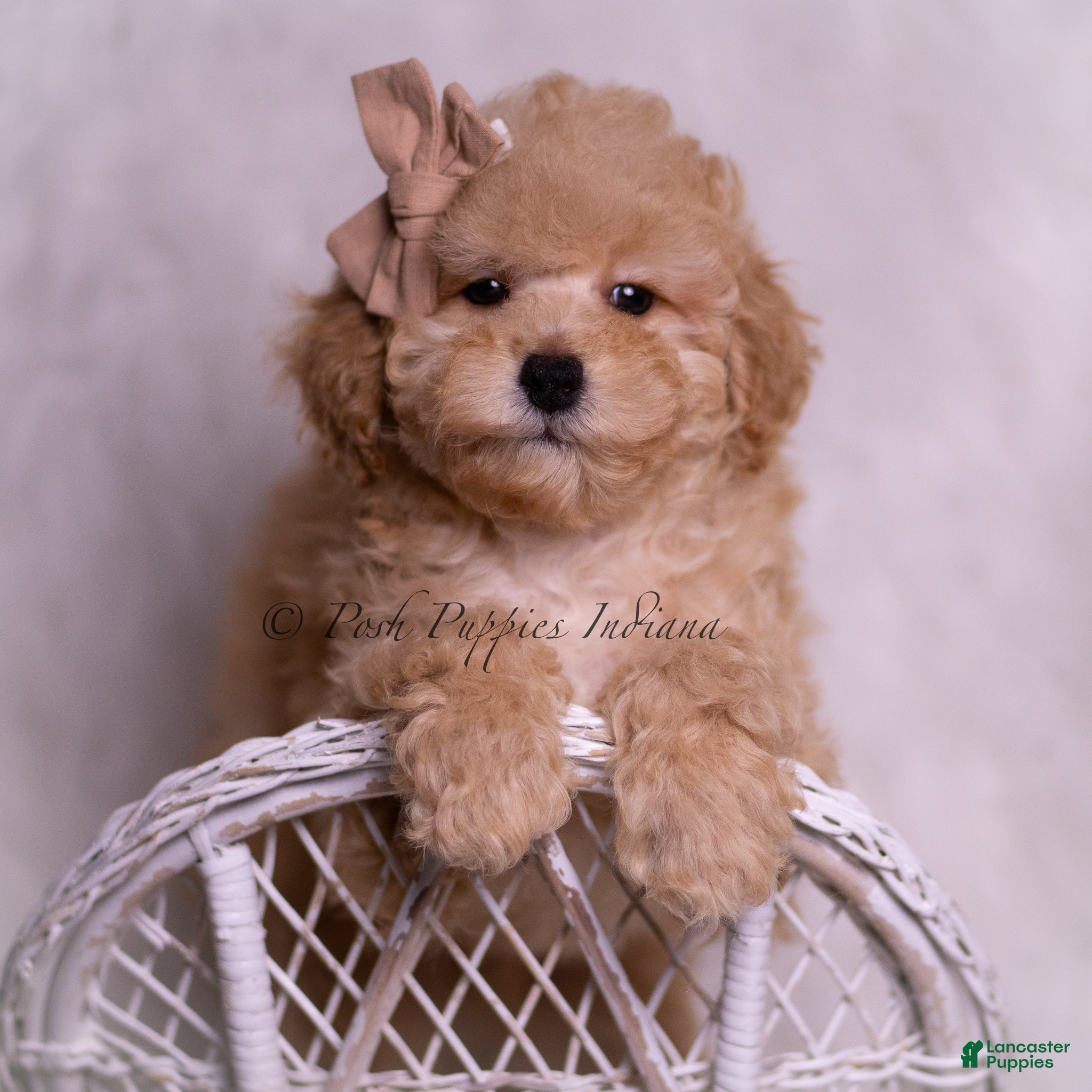 Toy Poodle dogs Tink - Ad 4