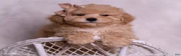 Toy Poodle dogs for sale: Tink - Ad 1