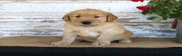 Golden Retriever dogs for sale: Heather - Ad 3