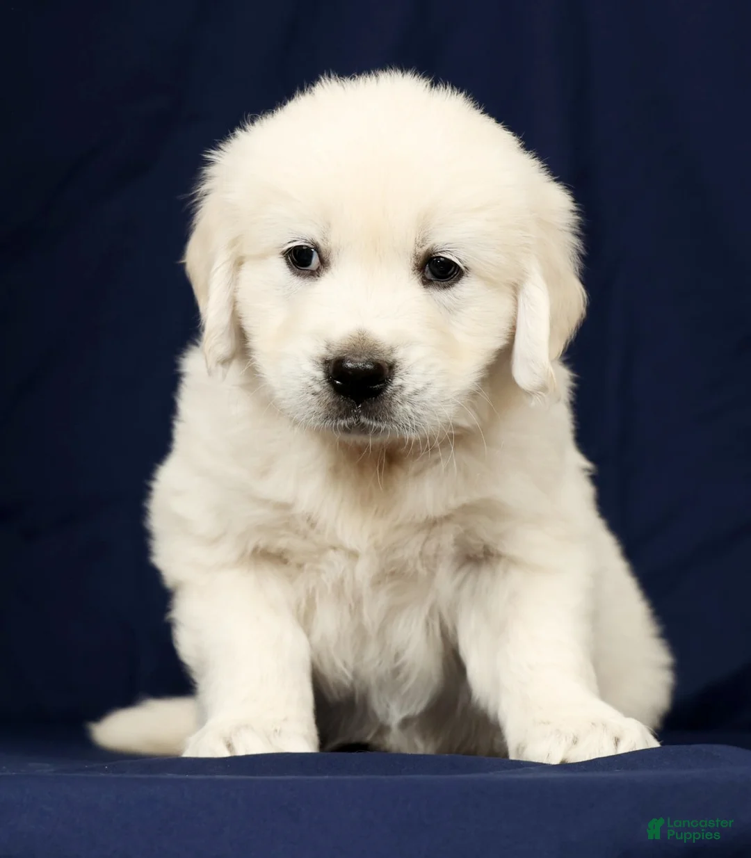 Golden Retriever dogs for sale: Tango - Ad 2