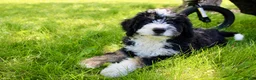 Mini Bernedoodle dogs for sale: Parker - Ad 6