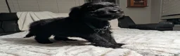 Mixed Breed dogs for sale: Hendrix - Ad 3