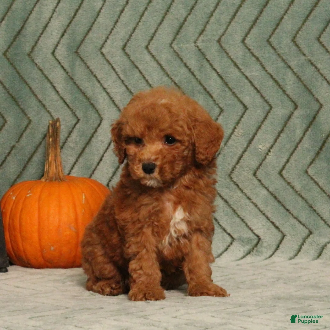 Miniature Poodle dogs for sale: Garfield - Ad 5