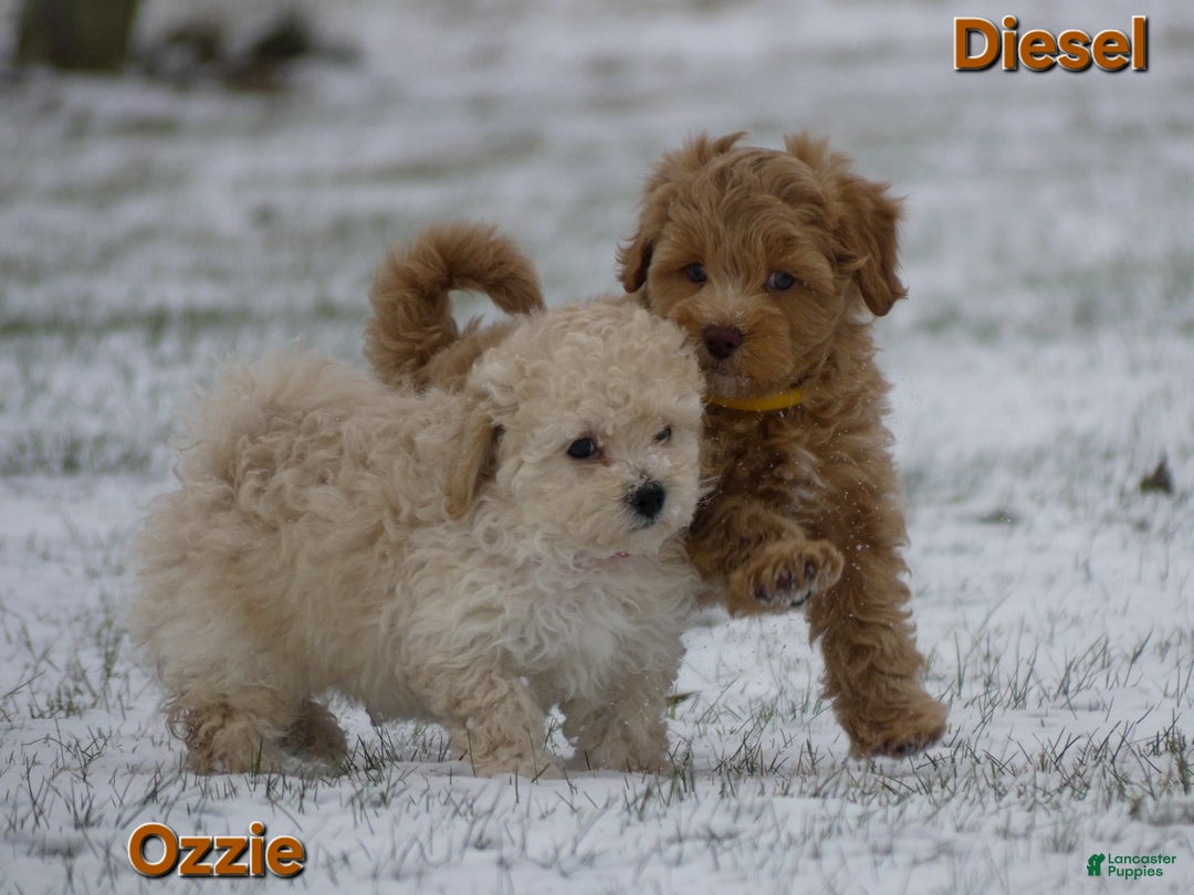 Maltipoo dogs for sale: Ozzie - Ad 7