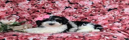 Bichpoo dogs for sale: Ginny - Ad 4
