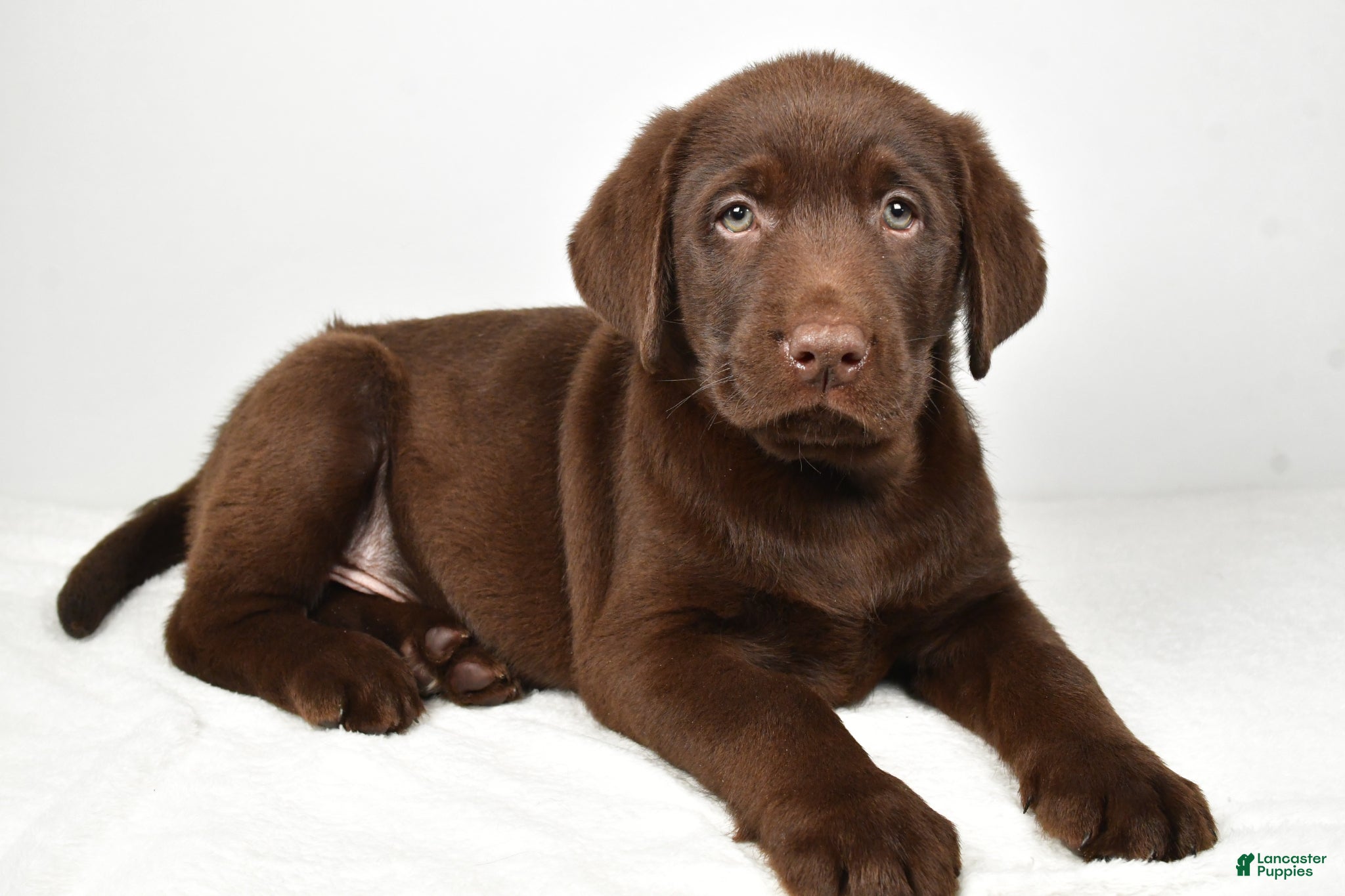 Labrador Retriever dogs for sale: Myles - Ad 1