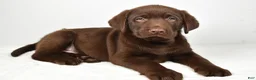 Labrador Retriever dogs for sale: Myles - Ad 1