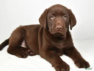 Labrador Retriever dogs for sale: Myles - Ad 1