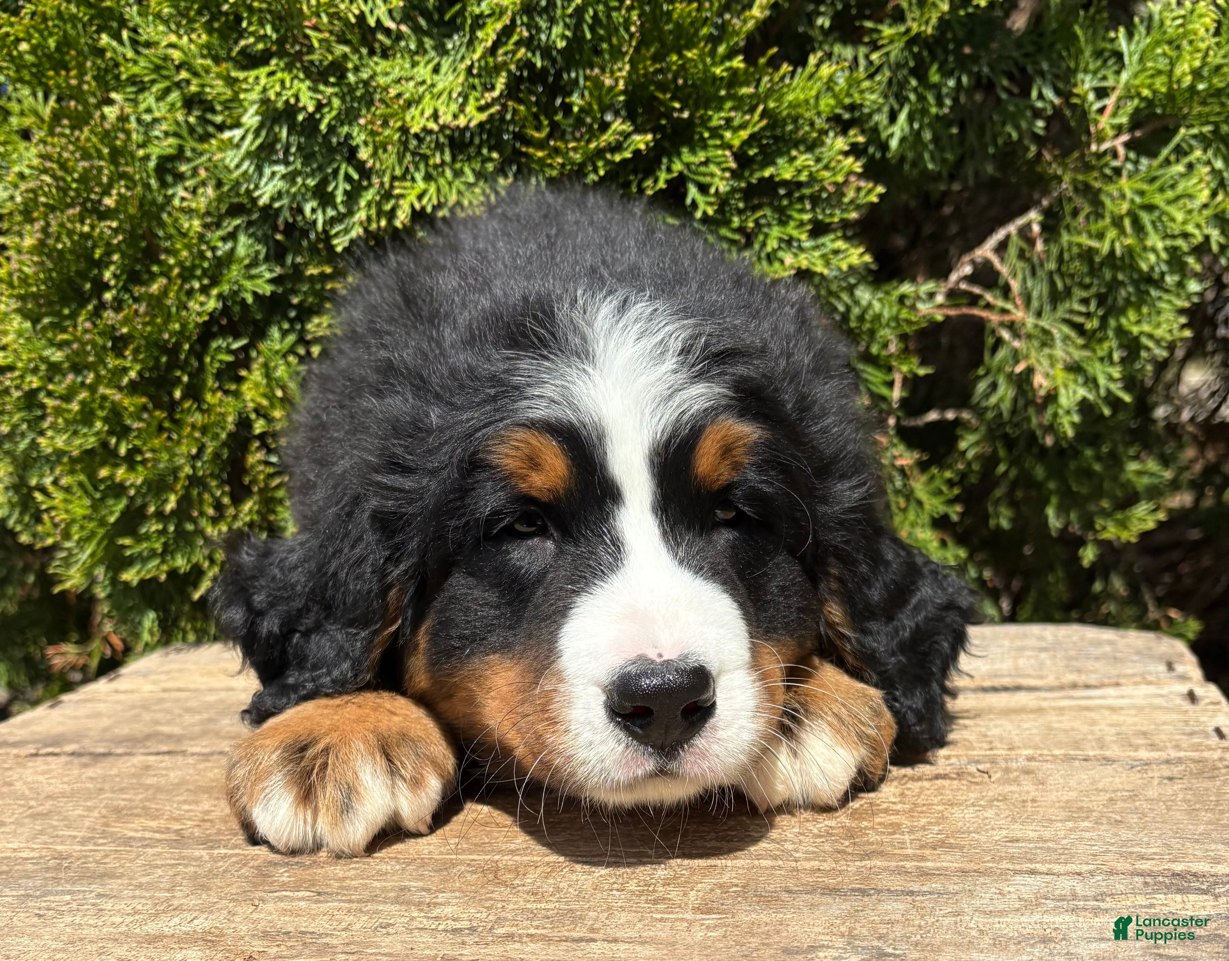 Bernese Mountain Dog dogs Milo - Ad 1