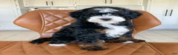 Mini Bernedoodle dogs for sale: Tucker - Ad 2