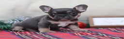 French Bulldog dogs for sale: Alfie  - Ad 6