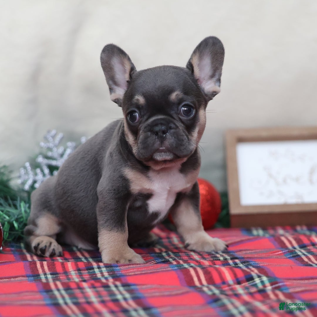 French Bulldog dogs for sale: Alfie  - Ad 6
