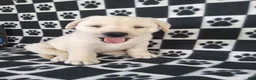 Labrador Retriever dogs for sale: Casper - Ad 6