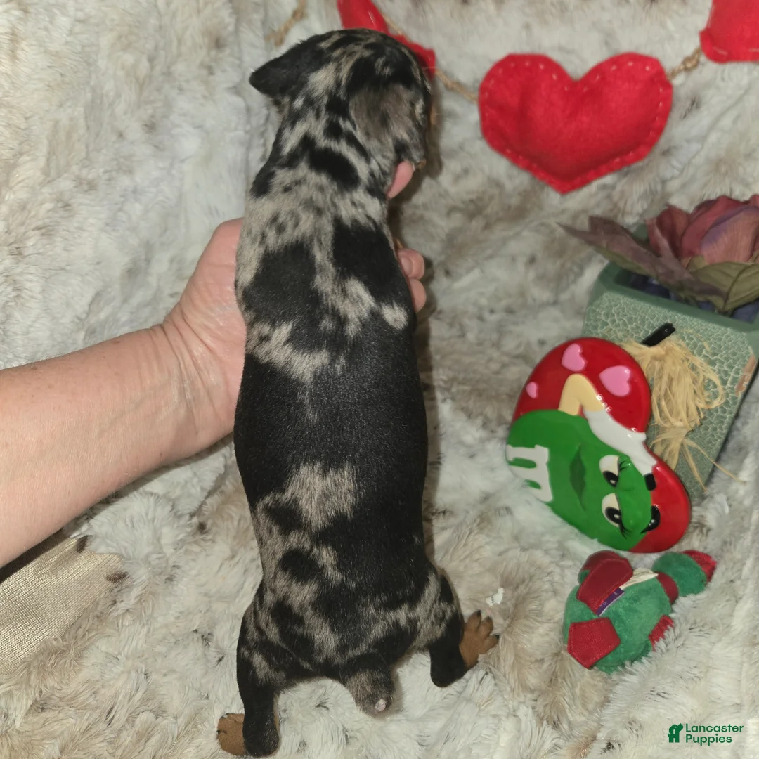 Miniature Pinscher dogs for sale: Daisy black tan tweed merle - Ad 5