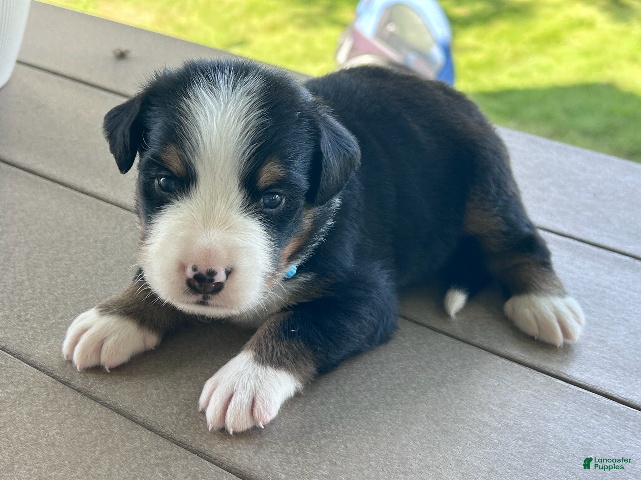Bernese Mountain Dog dogs Buddy  - Ad 5