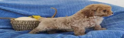 Mixed Breed dogs for sale: Snickers  - Ad 3