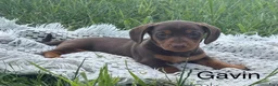 Miniature Dachshund dogs for sale: Gavin - Ad 1