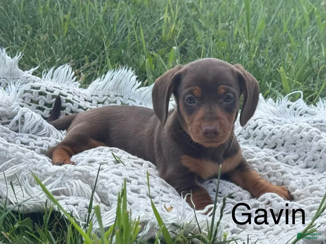 Miniature Dachshund dogs for sale: Gavin - Ad 1