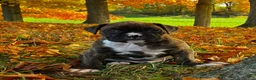 Boxer dogs for sale: Israel  - Ad 7