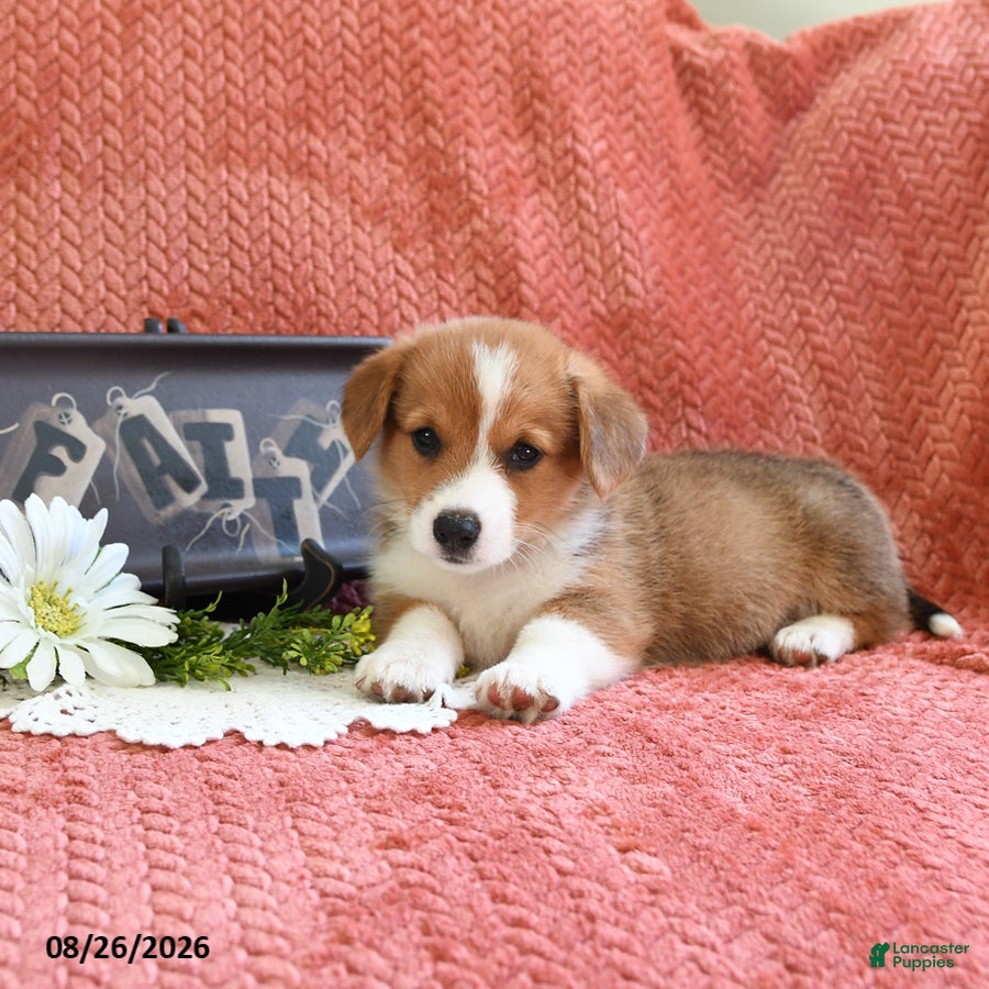 Welsh Corgi Pembroke dogs Callie - Ad 2