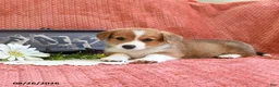 Welsh Corgi Pembroke dogs for sale: Callie - Ad 2