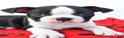 Boston Terrier dogs for sale: Ranger - Ad 3