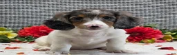 Miniature Dachshund dogs for sale: Ruthie - Ad 6