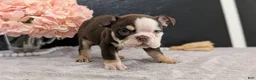 English Bulldog dogs for sale: Zeus - Ad 2