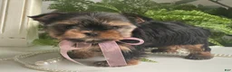 Yorkshire Terrier dogs for sale: Cali - Ad 3