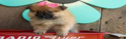 Pomeranian dogs for sale: Freya  - Ad 20