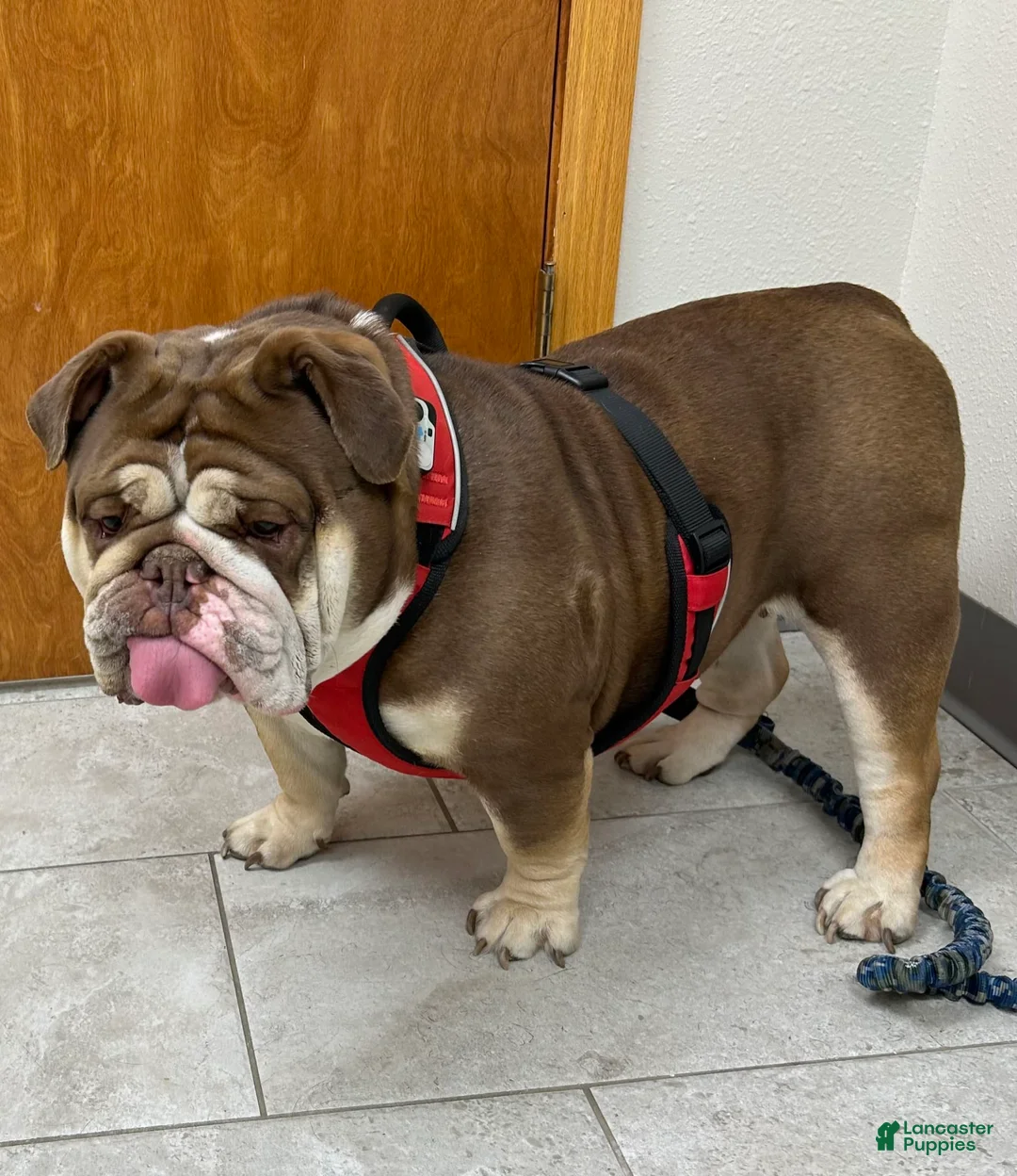 Gallery Image {{count}}